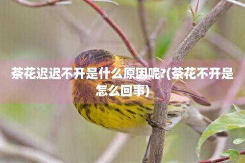 茶花迟迟不开是什么原因呢?(茶花不开是怎么回事)