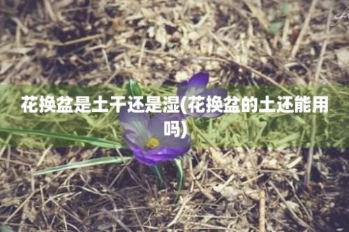 花换盆是土干还是湿(花换盆的土还能用吗)