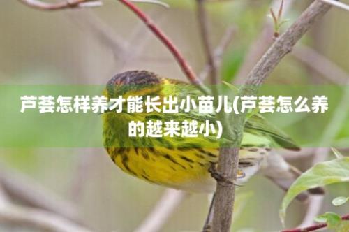 芦荟怎样养才能长出小苗儿(芦荟怎么养的越来越小)