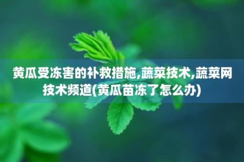 黄瓜受冻害的补救措施,蔬菜技术,蔬菜网技术频道(黄瓜苗冻了怎么办)