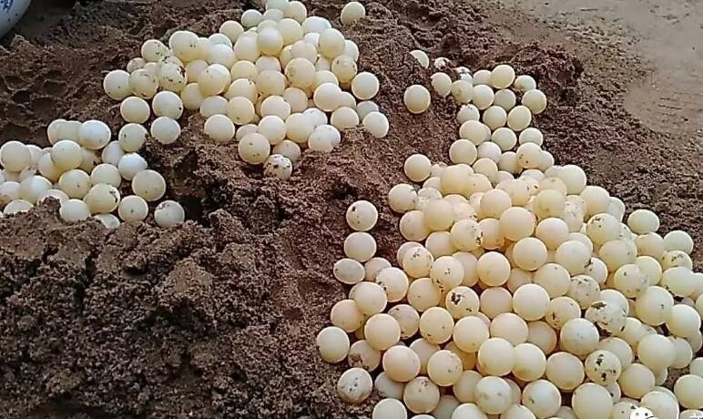 甲鱼蛋怎么孵化