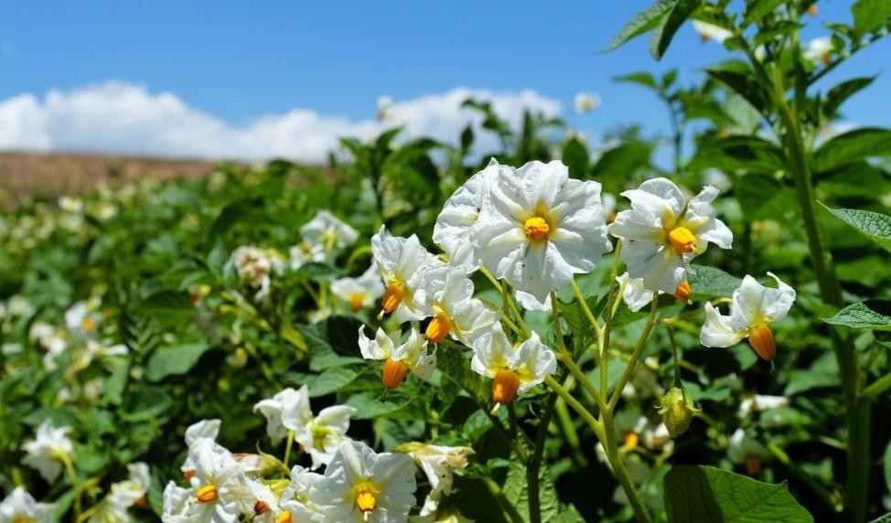 土豆开花期