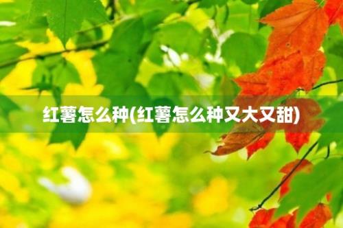 红薯怎么种(红薯怎么种又大又甜)