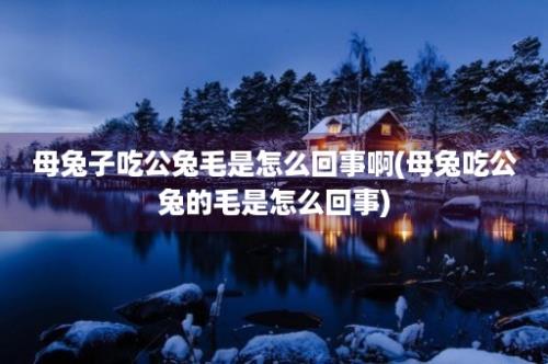 母兔子吃公兔毛是怎么回事啊(母兔吃公兔的毛是怎么回事)