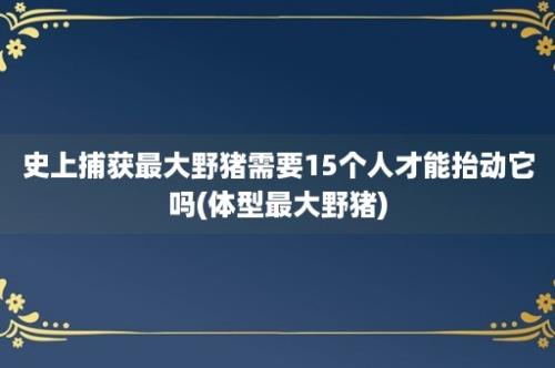 史上捕获最大野猪需要15个人才能抬动它吗(体型最大野猪)