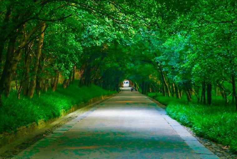 夏天有什么花