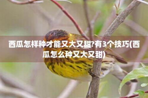 西瓜怎样种才能又大又甜?有3个技巧(西瓜怎么种又大又甜)