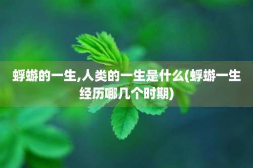 蜉蝣的一生,人类的一生是什么(蜉蝣一生经历哪几个时期)