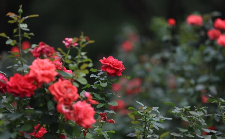 月季花的养殖方法是什么