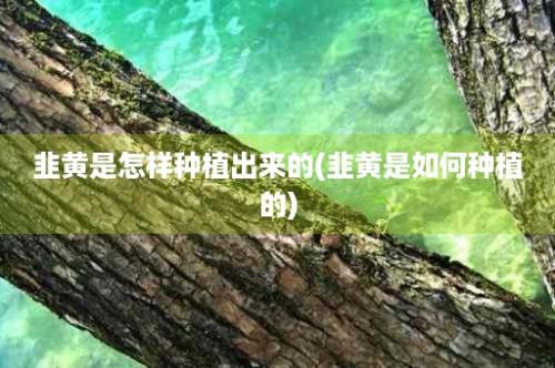 韭黄是怎样种植出来的(韭黄是如何种植的)