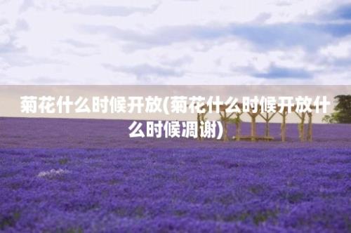 菊花什么时候开放(菊花什么时候开放什么时候凋谢)