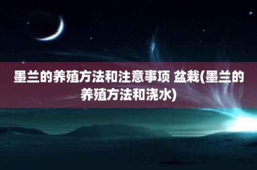 墨兰的养殖方法和注意事项 盆栽(墨兰的养殖方法和浇水)