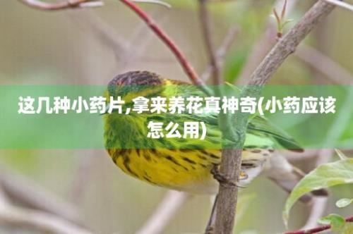 这几种小药片,拿来养花真神奇(小药应该怎么用)