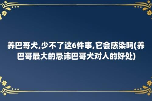 养巴哥犬,少不了这6件事,它会感染吗(养巴哥最大的忌讳巴哥犬对人的好处)