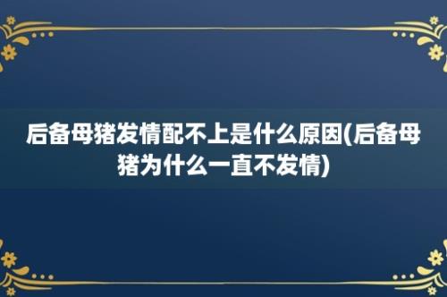 后备母猪发情配不上是什么原因(后备母猪为什么一直不发情)