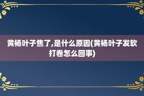 黄杨叶子焦了,是什么原因(黄杨叶子发软打卷怎么回事)