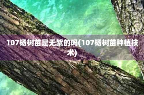 107杨树苗是无絮的吗(107杨树苗种植技术)