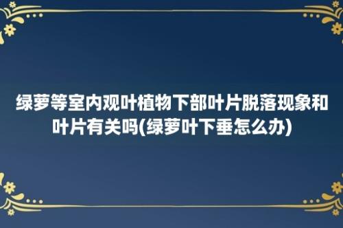 绿萝等室内观叶植物下部叶片脱落现象和叶片有关吗(绿萝叶下垂怎么办)