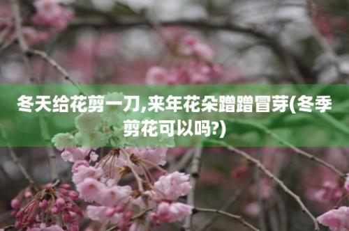 冬天给花剪一刀,来年花朵蹭蹭冒芽(冬季剪花可以吗?)