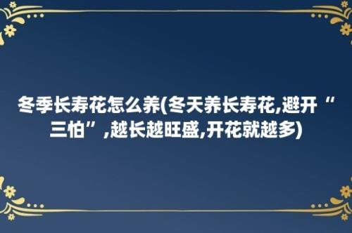 冬季长寿花怎么养(冬天养长寿花,避开“三怕”,越长越旺盛,开花就越多)