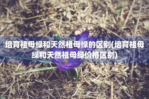 培育祖母绿和天然祖母绿的区别(培育祖母绿和天然祖母绿价格区别)