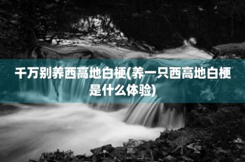 千万别养西高地白梗(养一只西高地白梗是什么体验)