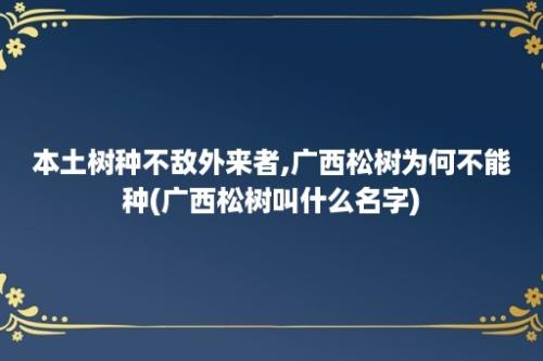 本土树种不敌外来者,广西松树为何不能种(广西松树叫什么名字)