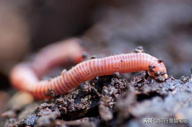 用蚯蚓钓鱼怎么选择钓位（用蚯蚓钓鱼也有讲究）(5)