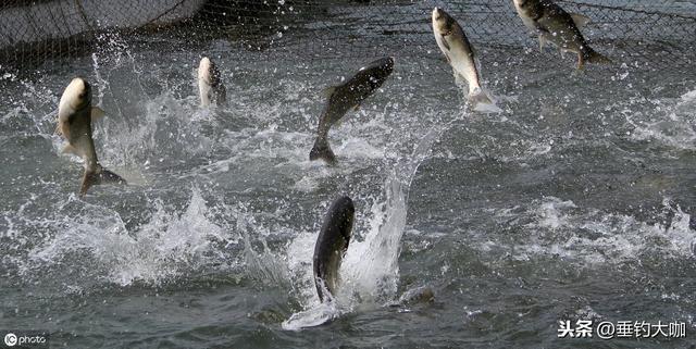 鲢鳙钓底还是钓浮 流水的水域应怎样做钓（鲢鳙钓底还是钓浮）(2)