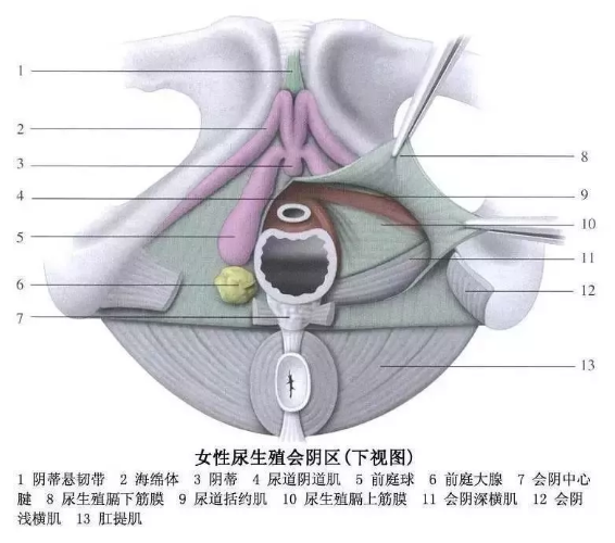 阴di