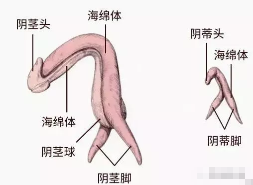 了解女性的阴Di就是一堂必须课