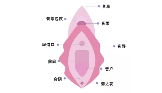 阴道到底指什么？女人，请好好了解自己