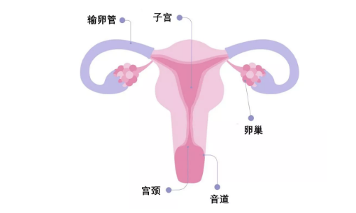 内部生殖器官