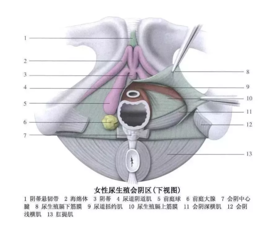 阴di