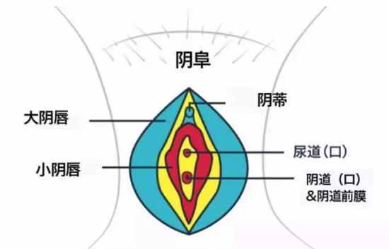 私密处的外观看起来是这个样子