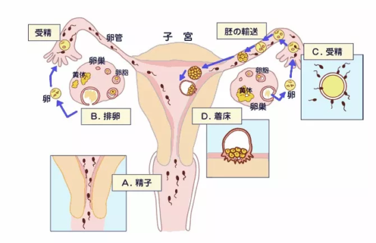 上环这件事，你了解多少