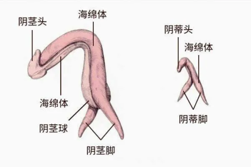 你真的了解你的阴蒂吗