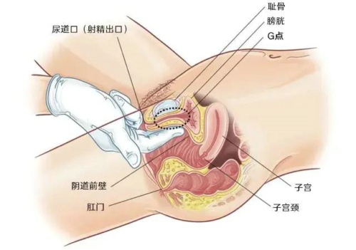 女性高潮的地带