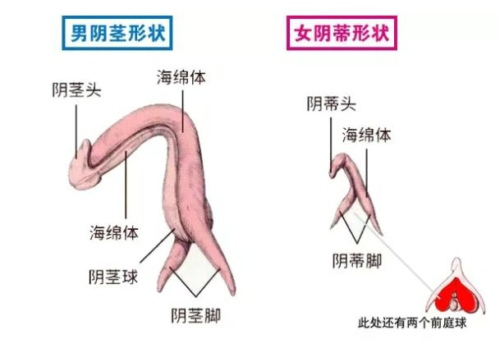 同源器官