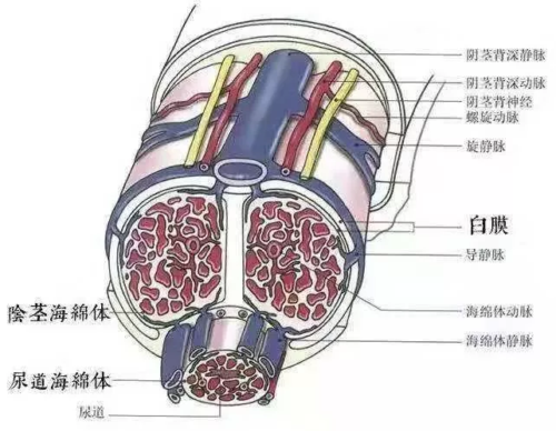 小老弟是怎么博起的