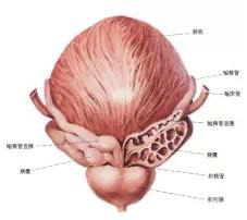 它外表鲜艳