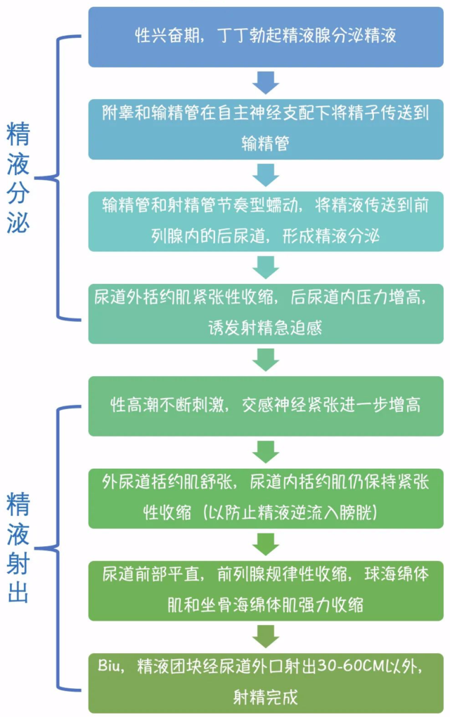 男性正常从开始到发射全过程