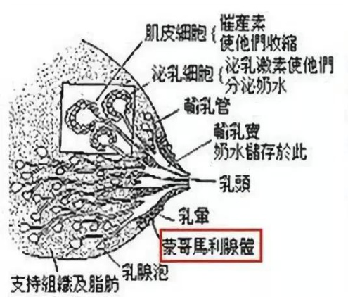 其实就是蒙哥马利腺