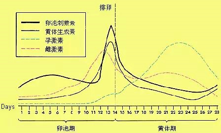 女生体内激素水平在各周期的变化