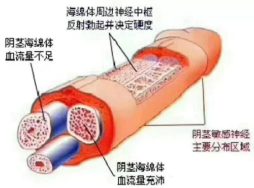 阴茎截面图