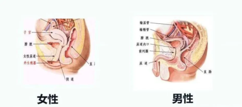 尿路感染为何偏爱女性