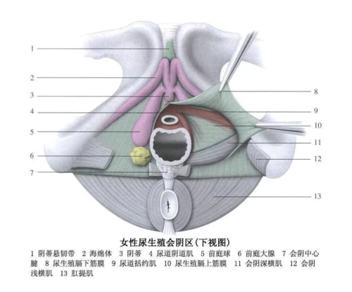 前庭大腺