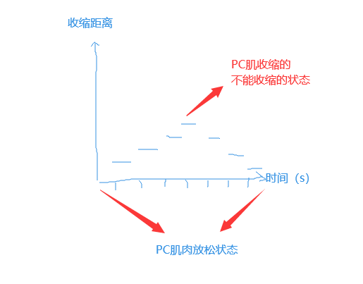 PC肌高阶训练