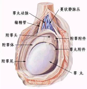 什么是「精索静脉曲张」