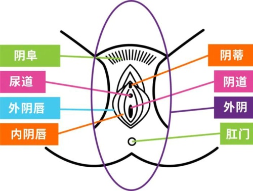 阴道和外阴的剖析